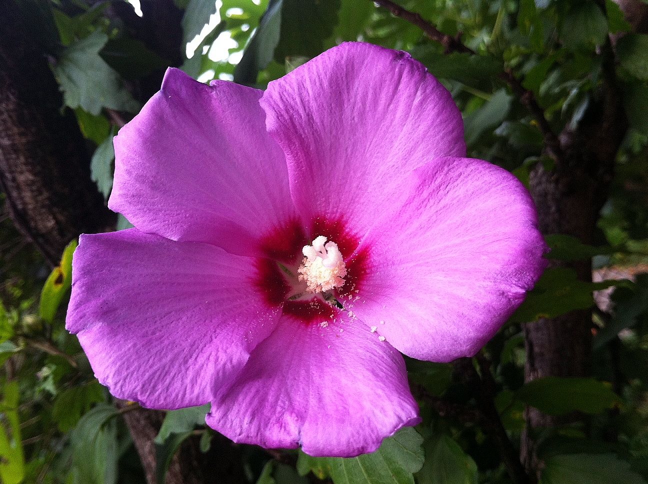 Rose of Sharon has bloomed!
