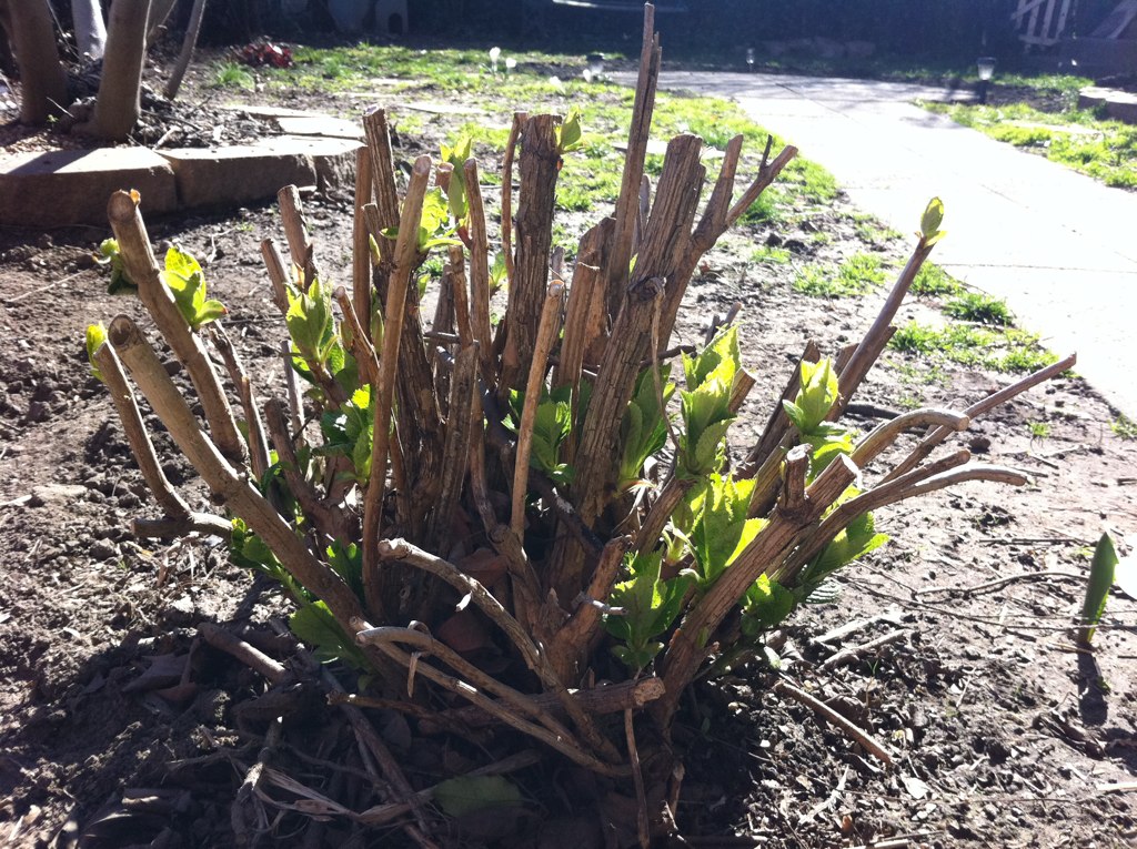 Here is the hydrangea in March 2011, after being pruned and divided in 