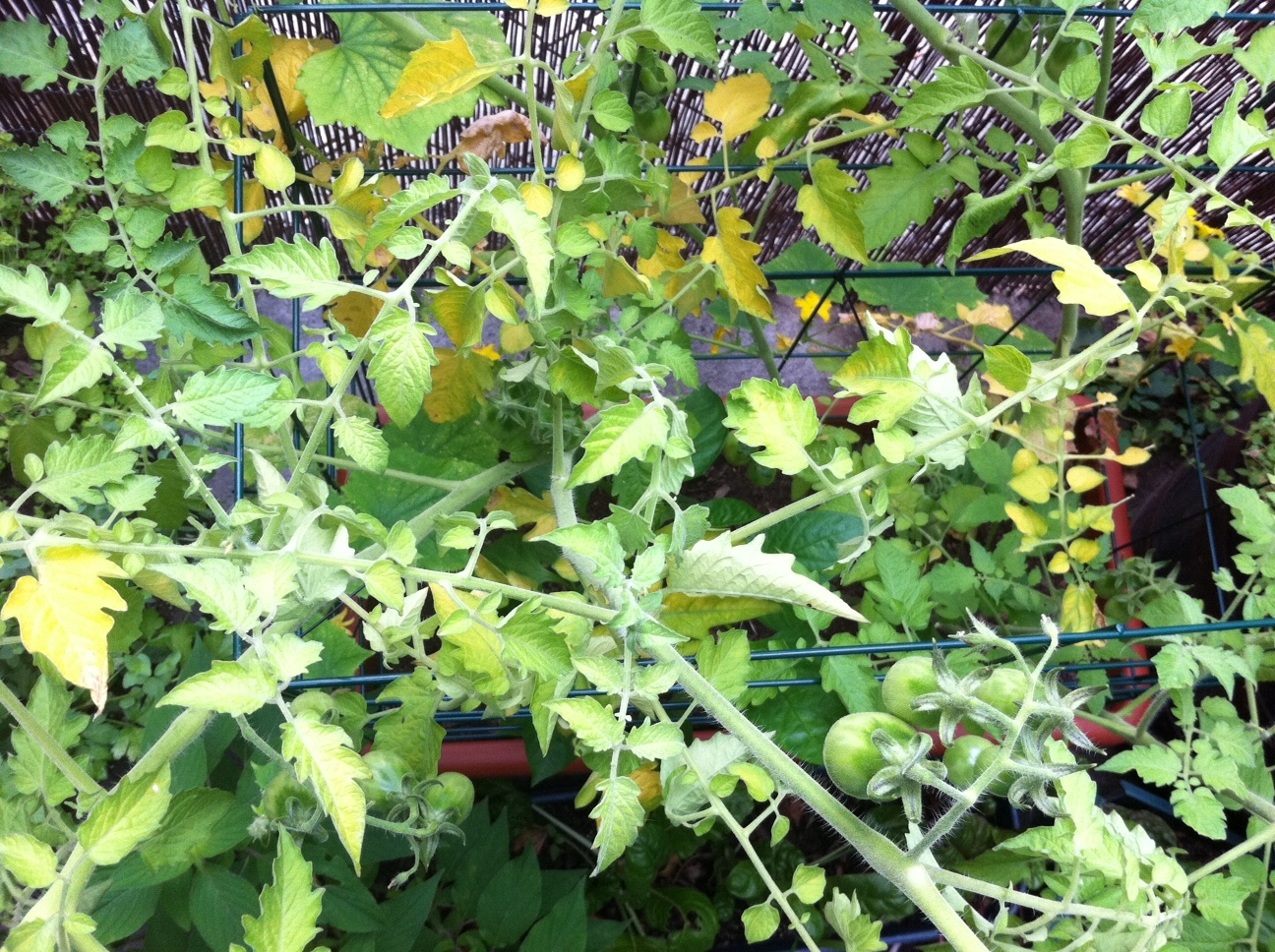Why are my tomato leaves turning yellow?